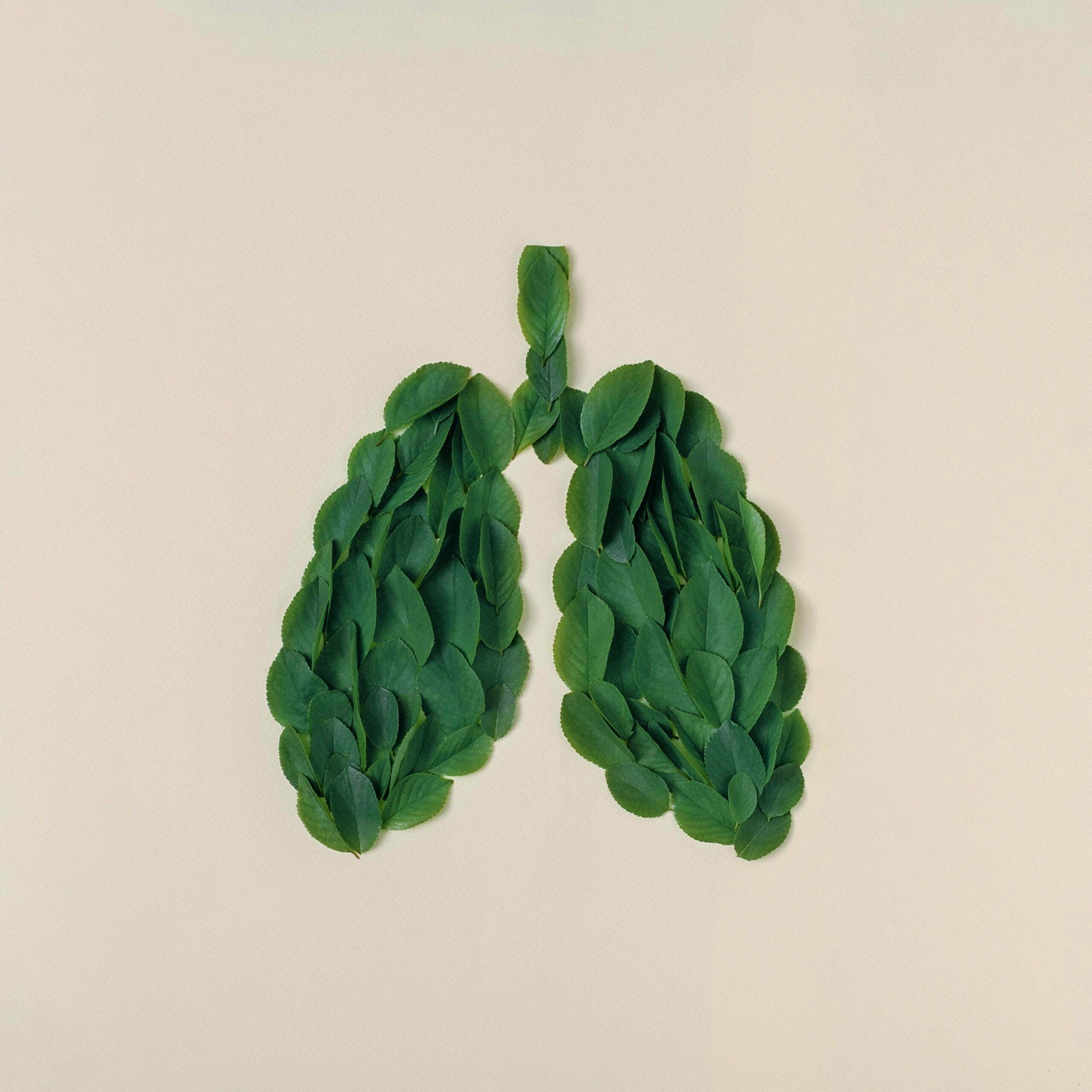 What Will I Learn in a Respiratory Therapy Program?