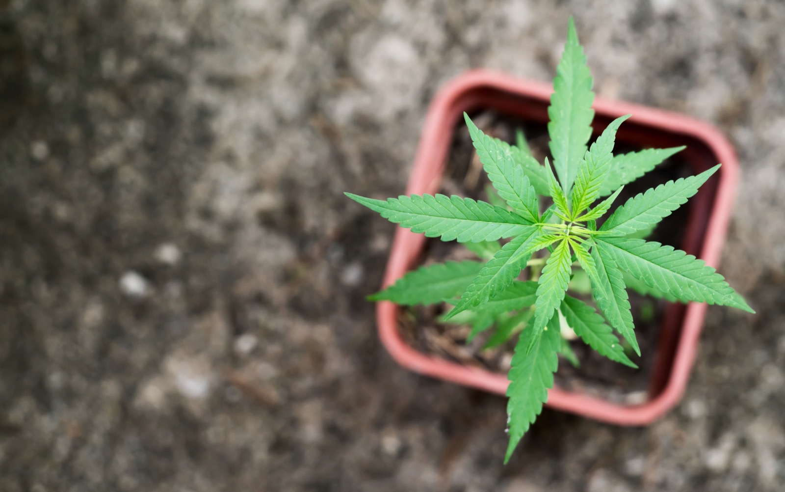 Understanding the Renewal Process for Your NY Medical Marijuana Card